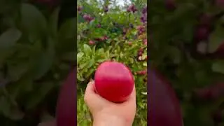 Apple fruit വീഡിയോ കാണാം 🍎🍎