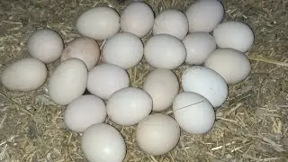 Hens Farming ❤️#hen #eggs #organic #poultry#farm #farming #pakistan #youtube #viral#short