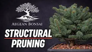 Transforming a Nursery Spruce into Bonsai | Structural Pruning. #bonsai #bonsaitree #bonsaipruning 