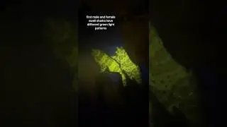 Marine Minute: Swell Shark Biofluorescence!🌊🦈  #shorts #stpatricksday #sharks #glow #animals