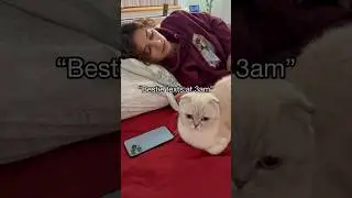 Подождите 🙈😆 @SofiManassyan #kikicutekitty #shorts #bestie #annoying #relatable #scottishfold