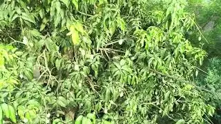 Aam ka cinematic shoot #droneshot #aam #viral #new