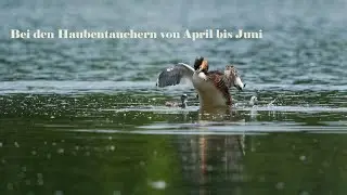 Bei den Haubentauchern von April bis Juni