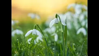 Flower Photography - How to photograph Snowdrops in Winter