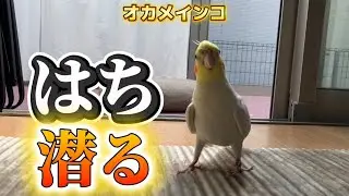 【爆笑】愛が重い！モモヒキ隊末っ子「はち」に課せられた**”カーテンレール渡りの苦行”と“お尻いじり”**で大絶叫 #cockatiel #オカメインコ #爆笑 #モモヒキ隊 #インコ #鳥馬鹿メラ