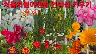 #처음처럼야생화 언박싱 #후쿠시아 #카랑코에 #아이비제라늄 #애니시다 #금황 #스위티앵초 #오점네모필라 #이메리스 #초연초 #가자니아 #운간초 #네메시아 분갈이 #키우기