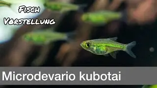Microdevario kubotai - Neongrüner Zwergbärbling | Liquid Nature Fisch Vorstellung