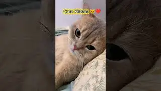 This video has more cats than your dreams #cat #moments  #montagemmiau #americancat