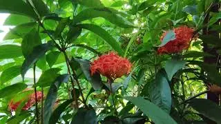 ❤️❤️ রঙ্গন / Mini Dwarf Ixora Flowering Plant / Jungle Geranium / Ixora Flowers  #gardeningtips