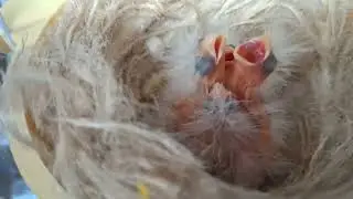 Sotos The Birds:Βροχερές Καλησπέρα Σε Όλους Μάς...