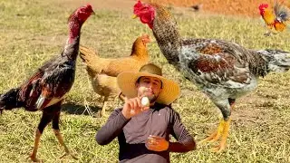 Rotina no Sítio: Galinhas Caipiras, galo índio gigante, Cabras e Muito Mais!