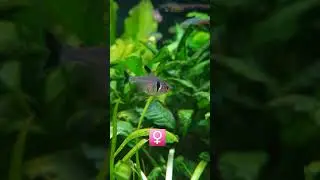 Black Phantom Tetras. Hyphessobrycon megalopterus. Aquarium fish.