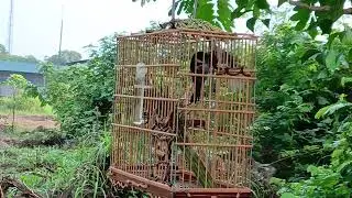 Patativa fúria entregando a segunda na ceasa 