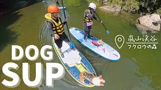 【運動神経ゼロでもできた】愛犬と初めてのSUPがこんなに楽しいとは思わなかった