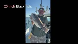 Black Fish (Tautog) Chewing Long Island Sound. Captain Jay's Diary (어느 낚시꾼의 하루)