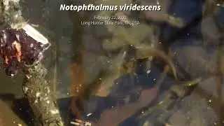 Eastern Newt (Notophthalmus viridescens) Engaged in Amplexus while Mating