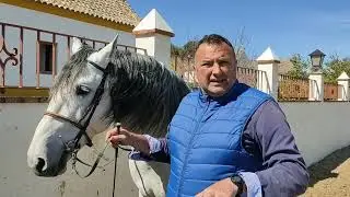 CUIDADO......RESABIO EN EL PASO ATRÁS DE MI CABALLO.