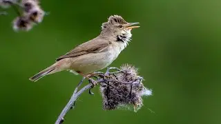 Садовая камышевка. Acrocephalus dumetorum. Птицы Беларуси.