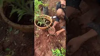 ഓൺലൈൻ ഓർഡർ ചെയ്തവരുടെ പാക്കിങ് അടിപൊളിയായി നടക്കുന്നുണ്ടേ / plant packing / Reemzgarden