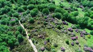 Using drones to survey for rhododendron ponticum in Scotland's rainforest | FLS