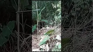 amazing bird wild trap