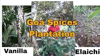 Goa Spices Plantation || Vanilla Veil || Diabetes Control Leaf || Portugal Chilli |2024 ly