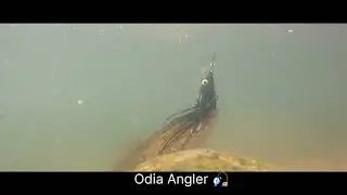 Snakehead fishing.Majorcraft Indra #odiaangler #odishaanglingclub #snakehead#underwater