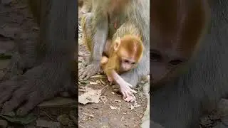 Up Close with #Wildlife - Monkey Encounter 🐒