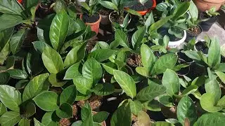 ( KJB ) Kandang jemani boyolali. sedang live sekarang!