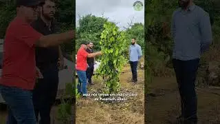 Tipos de Fusariose na Pimenta do Reino