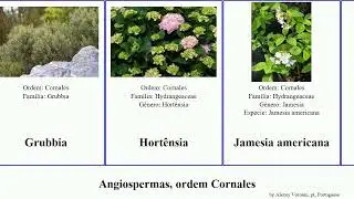 Angiospermas, ordem Cornales deutzia philadelphus americana canadensis sinensis californica Cornus
