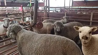 Merino Sheep farming | Merino Sheep Farm