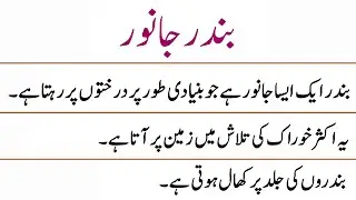 10 Lines Essay on Animal Monkey in Urdu || Animal Essay || Urdu Essay