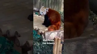 Red Panda - Zoo Atlanta #red #panda #atlanta #zoo #georgia #usa #redpanda #animal #zooanimals