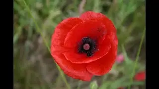 Sunday 9th November 2025 - Remembrance Sunday