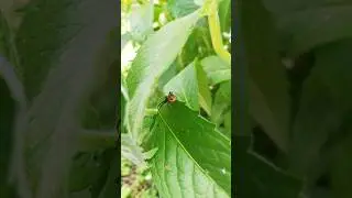 Spider says Hello #shorts #cute #funny #nature