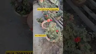 Rose Plant Online Sell In India🌹Rose Plant Sell🌹#shorts #rose #idrisibuttonstore #njrosegarden