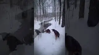 Grumpy Goats  &ndash; Epic Winter Standoff (2025) #germanshepherd #pet-drama#cutecat #cutedog