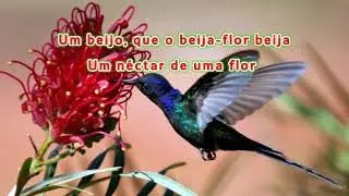 beija flor- kim marques /Karaokê