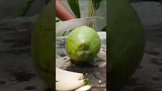 Cut Coconut 🥥 #short #coconut #FruitCutting #shortvideo #KnifeASMR #FoodASMR #CuttingASMR #asmr #fyp