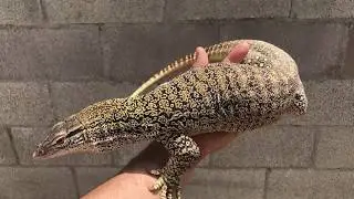 Varanus Gouldii Flavirufus