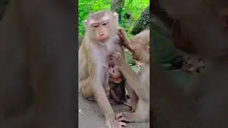 Well Nursing From Expert Monkey | Most Interesting Monkey Family Life #cute #love #life