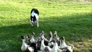 Herding ducks for the first time