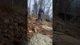 Removing White pines with a Crane and Rigging