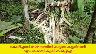 കോഴിച്ചാൽ IHDP നഗറിൽ കാട്ടാന കൂട്ടമിറങ്ങിവ്യാപകമായി കൃഷി നശിപ്പിച്ചു.