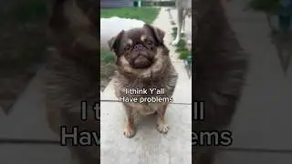 Anger problems? No #shortsyoutube #dog #funny