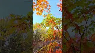 Canadian Autumn 🍁 #autumn #weliveinthenorth #canada #canadianautum #mapleleaves #october #sudbury