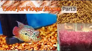 Best Food for Flower horn breeding