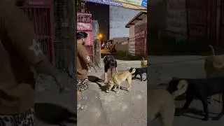 Dog food #helping #doglover #dogs #dogshorts #viral #statedog #love