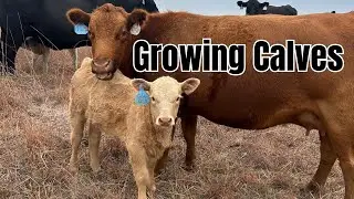 Fall Calves are Growing ~ Ranch Update!